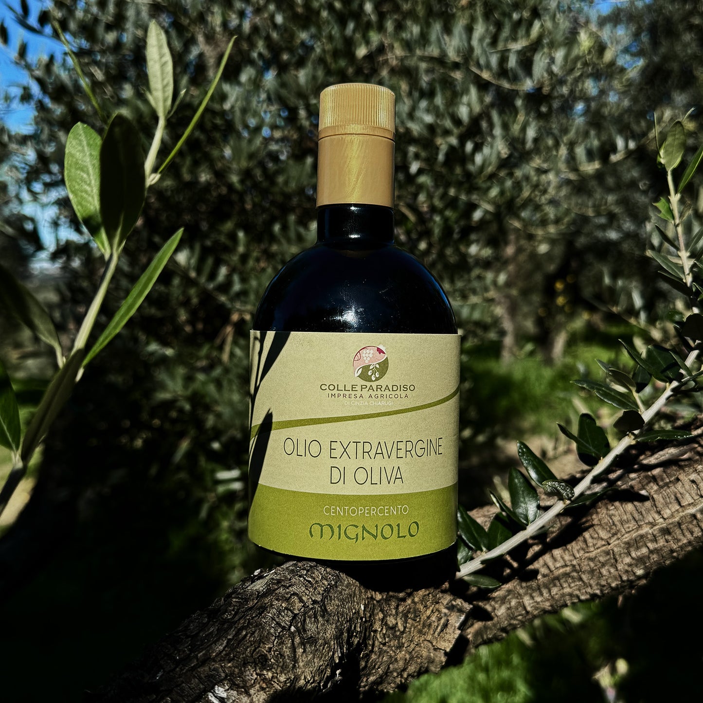 Olio Extravergine d'Oliva - Mignolo